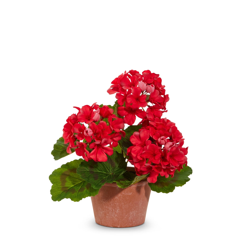 Potted Geranium Bush