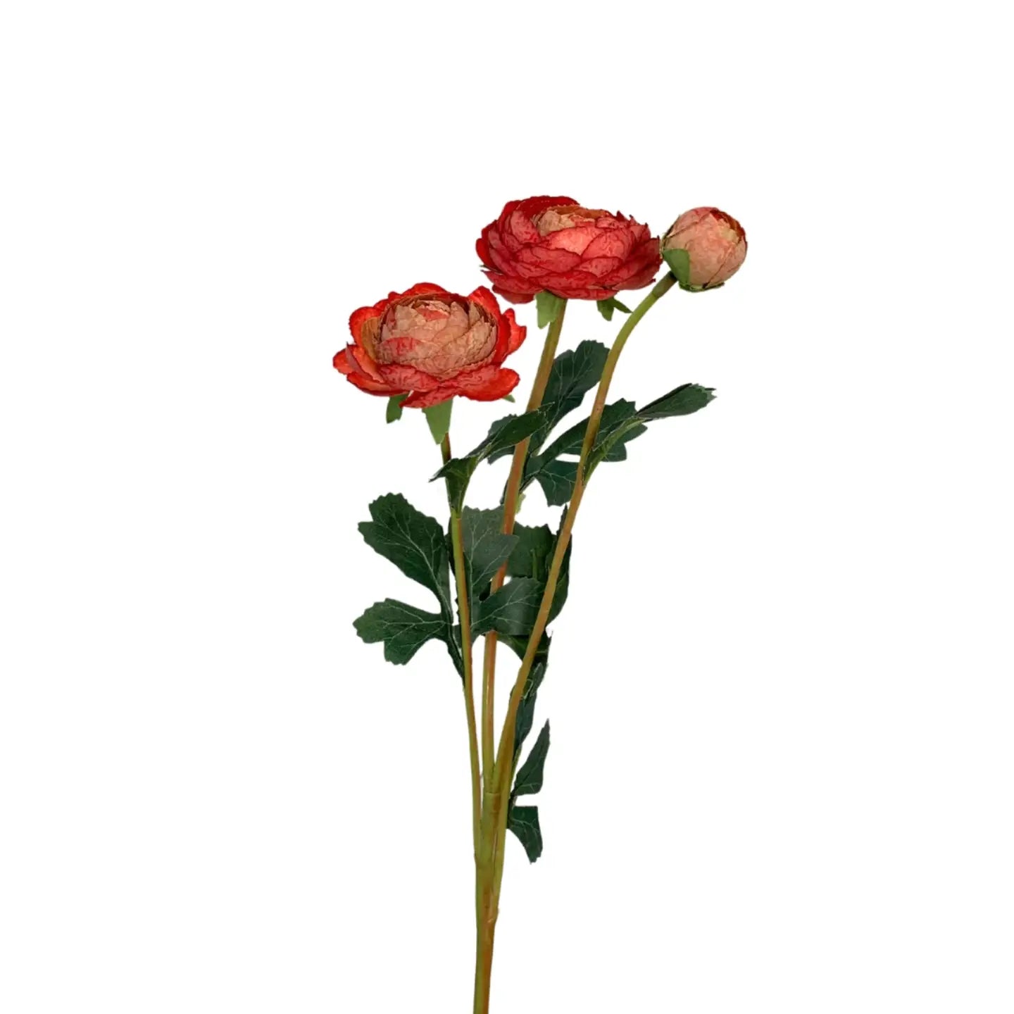 Caressed Sunrise Triple Ranunculus Spray - Red - 23"