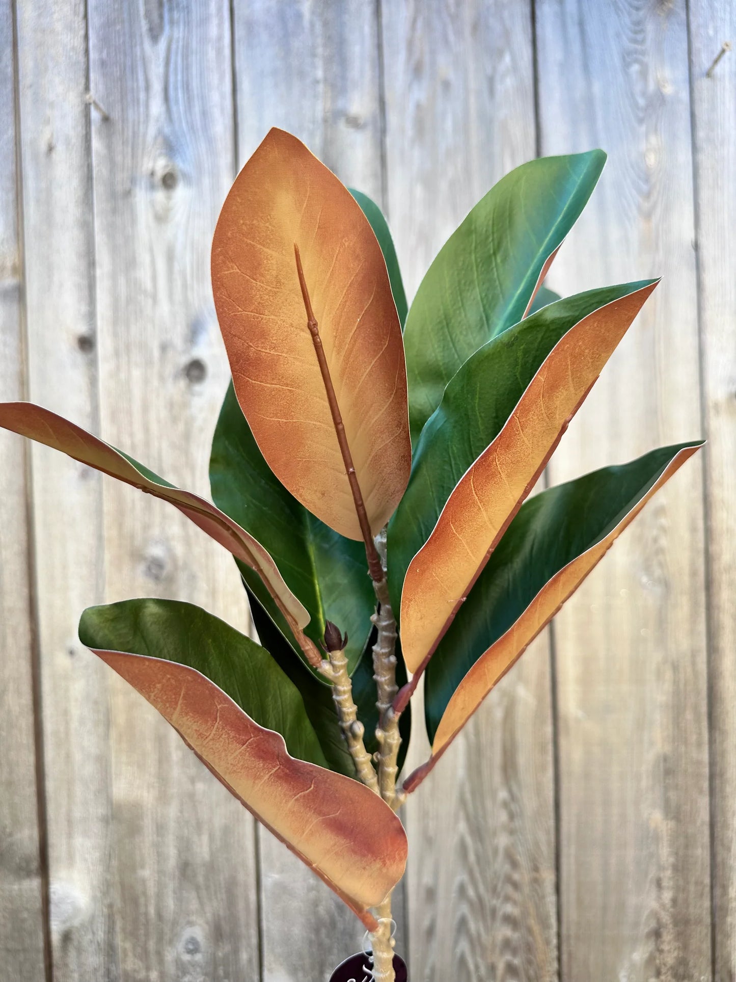 Eastern Green Magnolia Leaf Spray