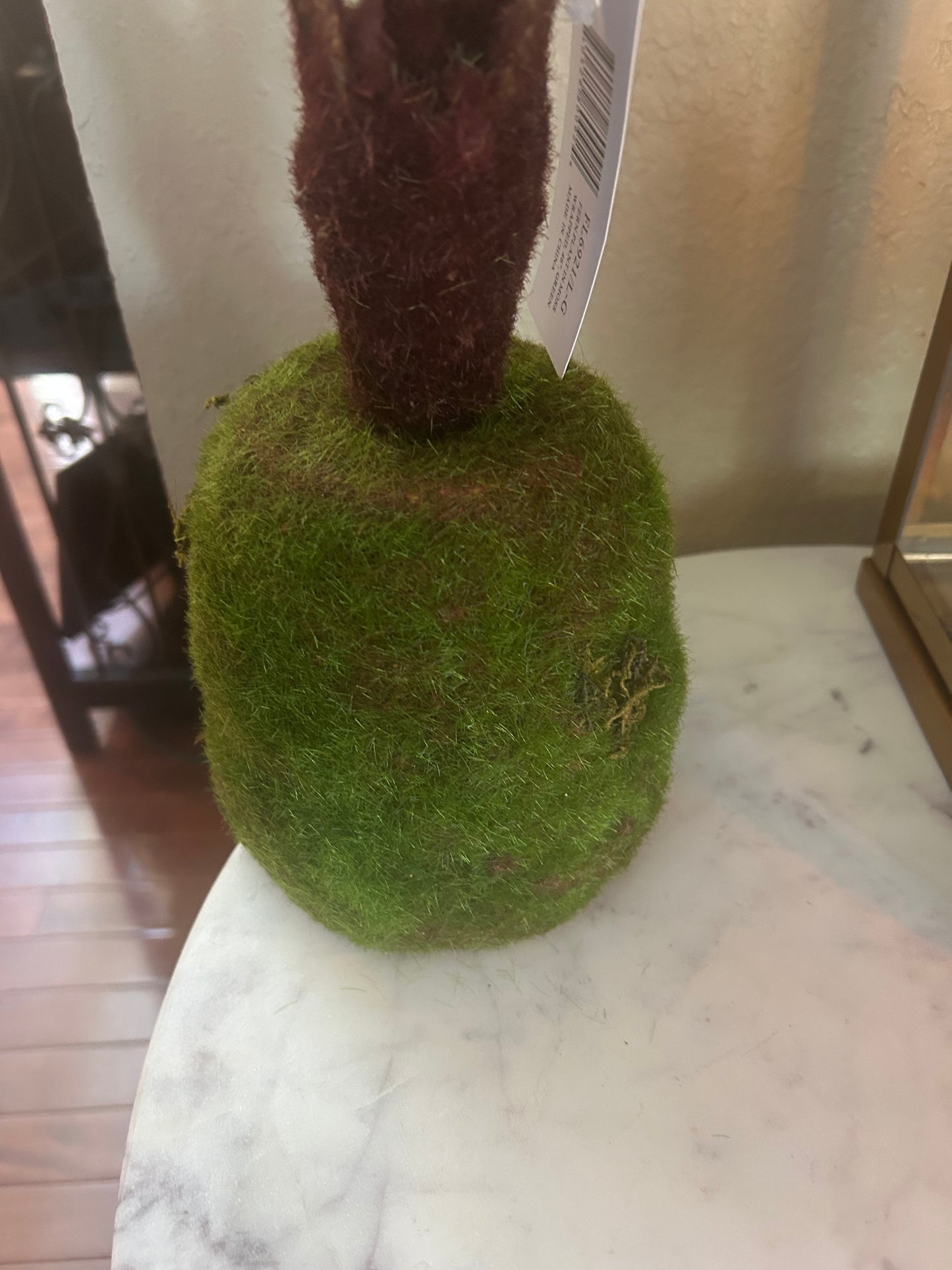 Fern Plant in Moss Ball