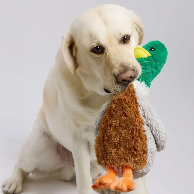 Mallard Warmie Pet Toy