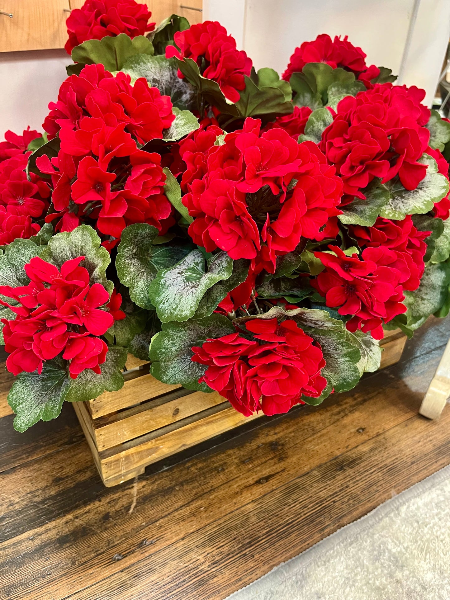 15 inch red Geranium Bush