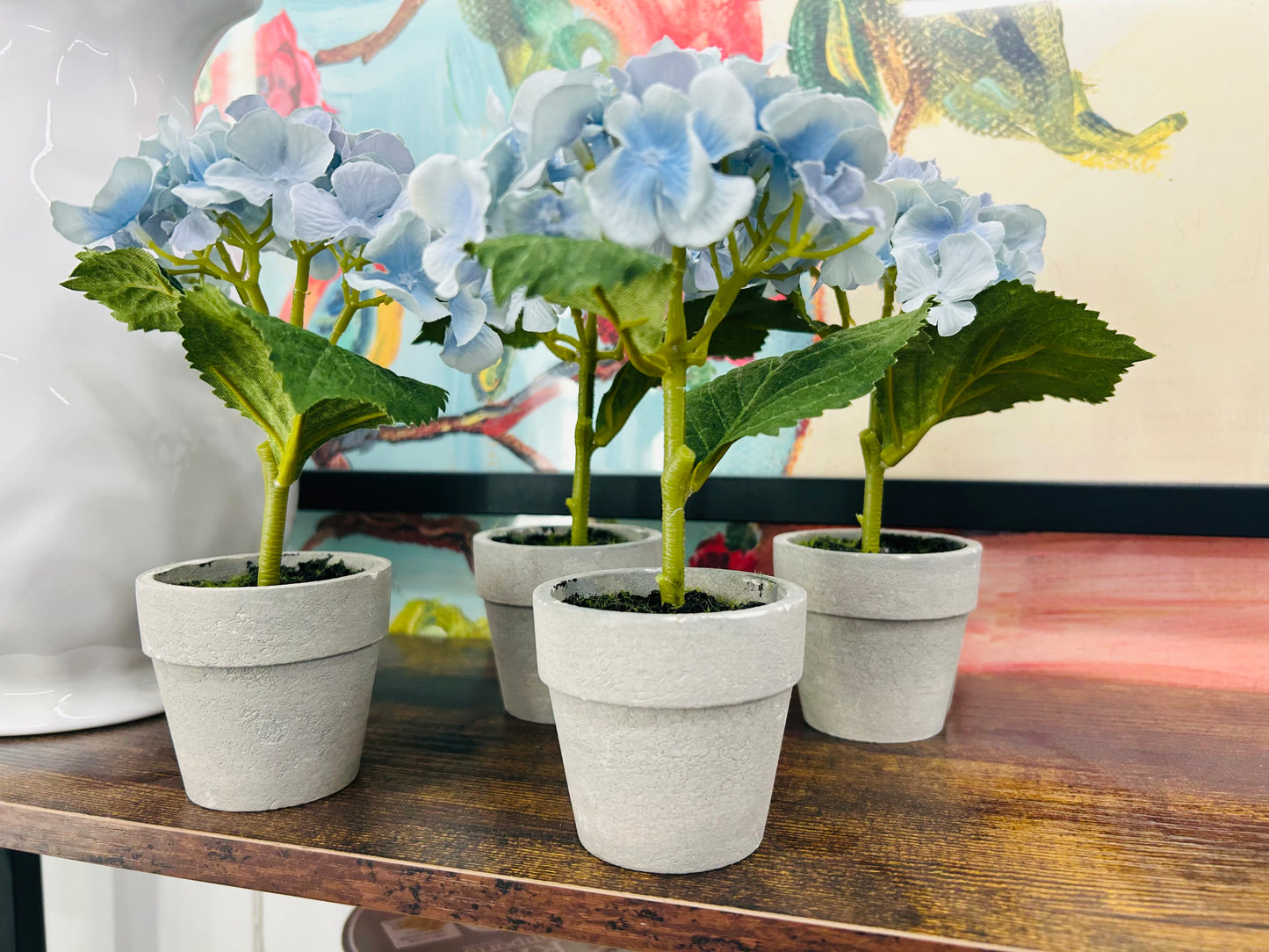 Potted Blue Hydrangeas