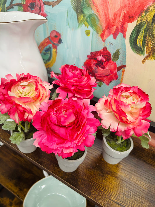 Peony Potted Plant
