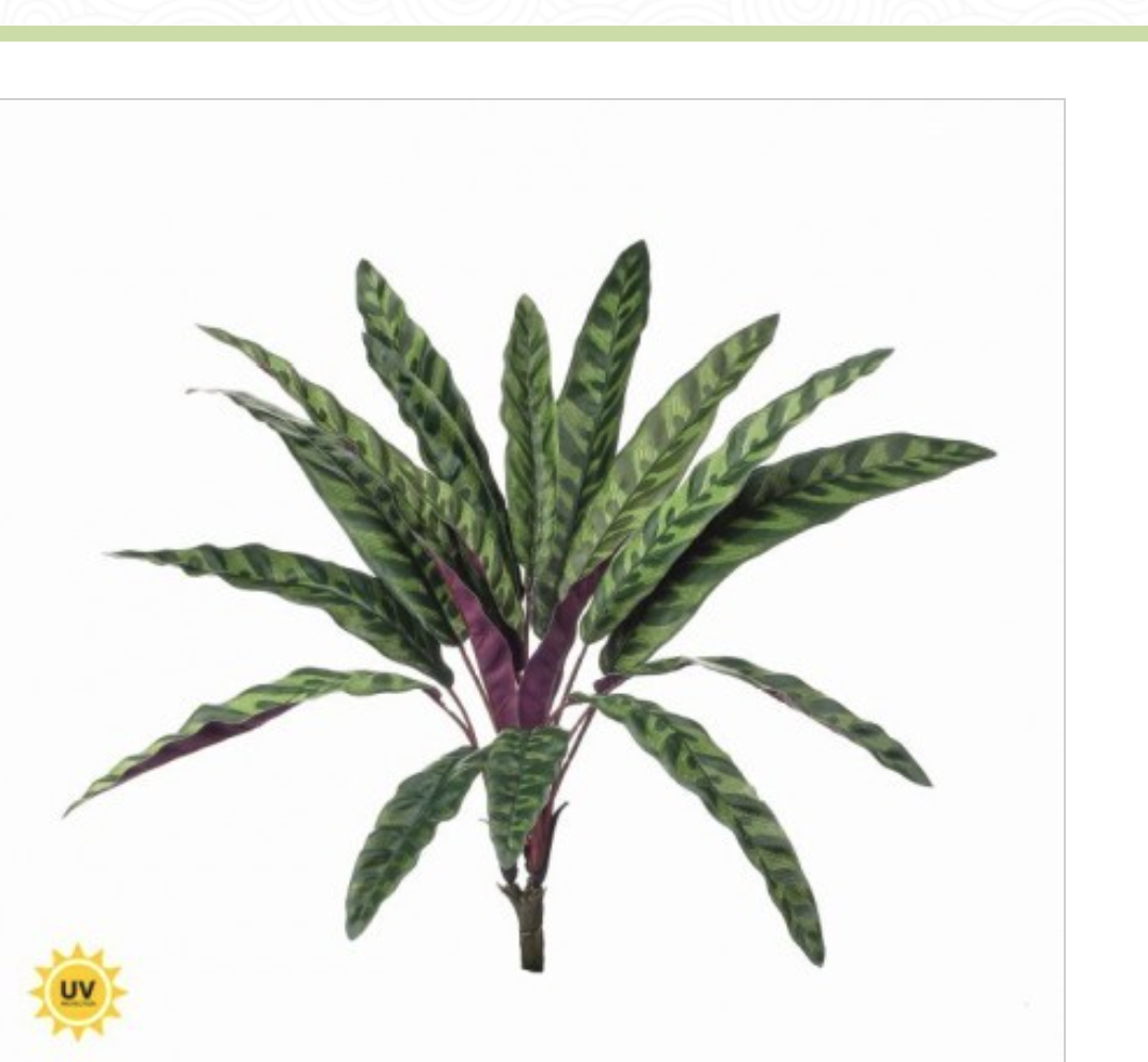 17.5" UV CALATHEA PLANT 18LVS