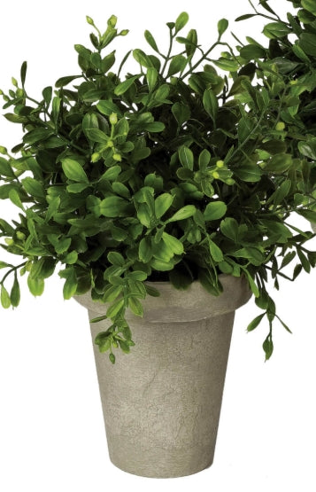 Boxwood Potted Orb Small