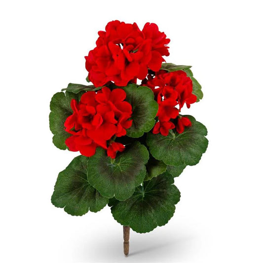 15 inch red Geranium Bush
