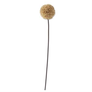 Tan Allium Stem