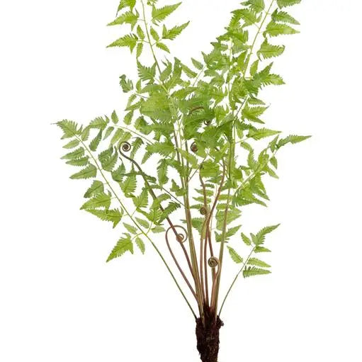 Fern Plant in Moss Ball