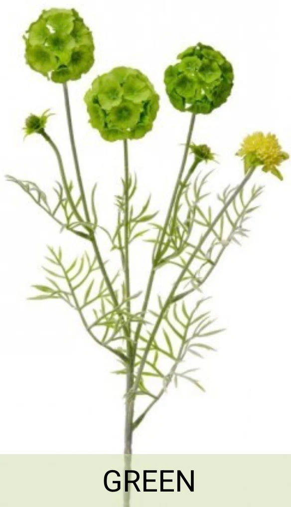 SCABIOSA GREEN  POD SPRAY X4 +BUDS 24"