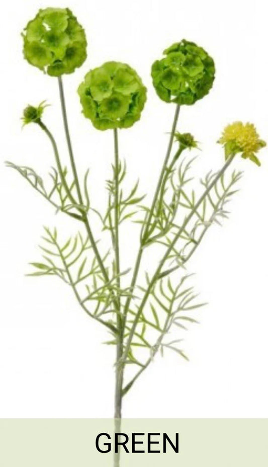 SCABIOSA GREEN  POD SPRAY X4 +BUDS 24"