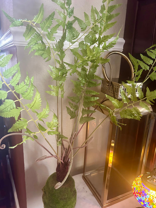 Fern Plant in Moss Ball
