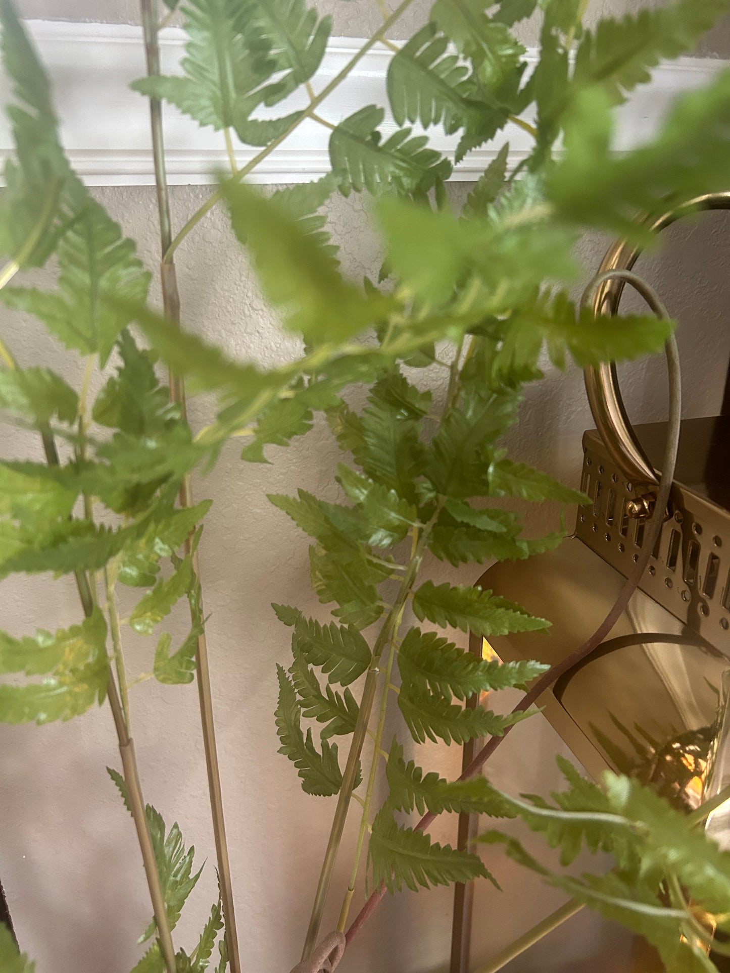 Fern Plant in Moss Ball