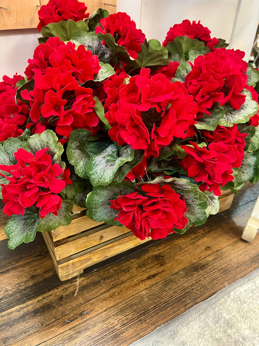 15 inch red Geranium Bush