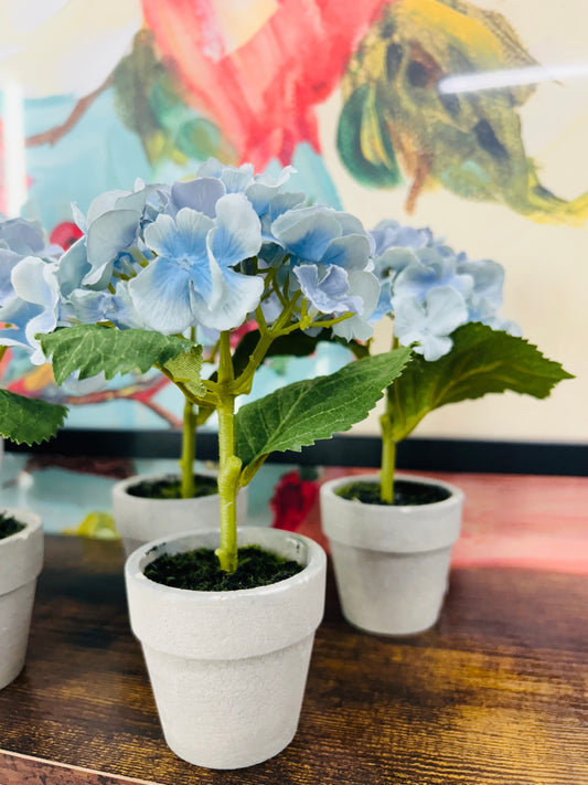 Potted Blue Hydrangeas