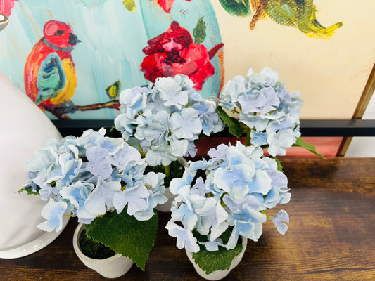 Potted Blue Hydrangeas