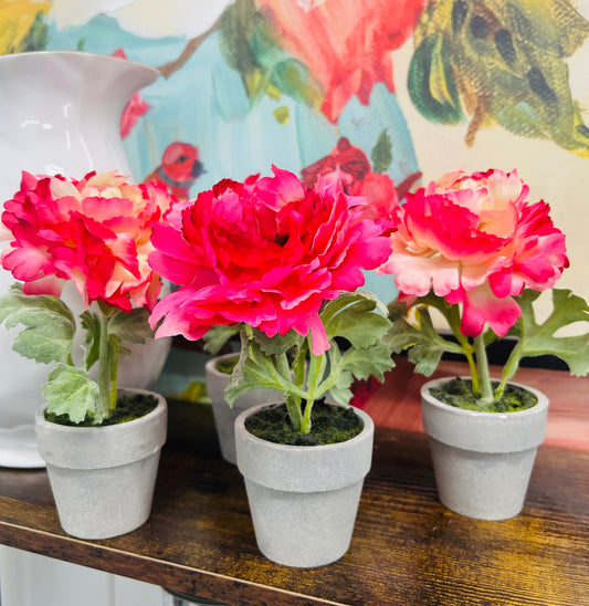 Peony Potted Plant