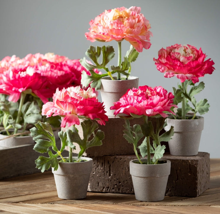 Peony Potted Plant