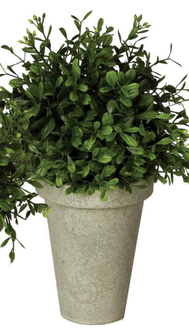 Boxwood Potted Orb Large