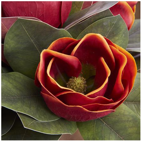 17 inch Orange Magnolia Stem