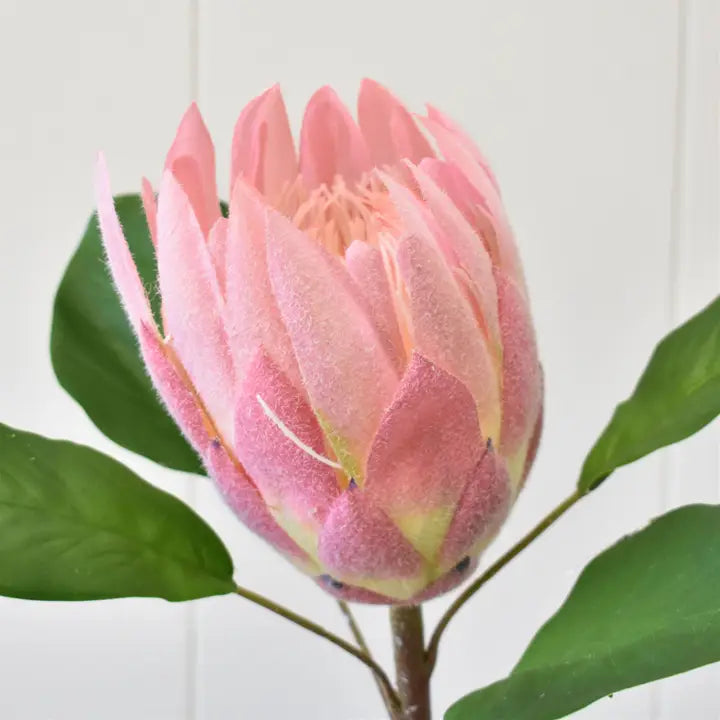 Protea Spray 22” - Pink