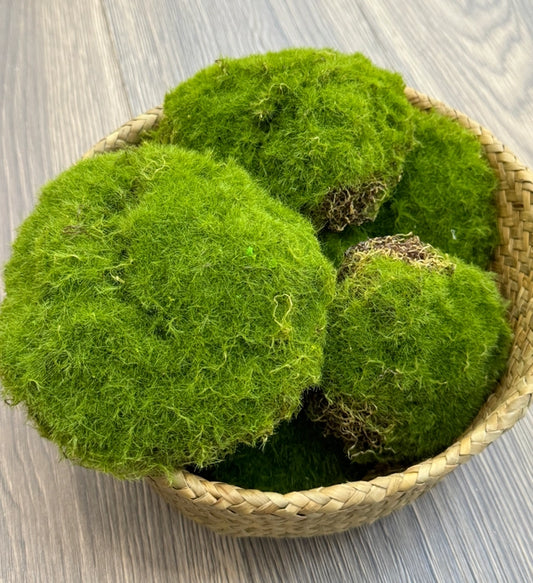 Large Moss Ball